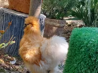 Chickens — sawirka 6