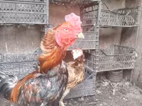 Chickens — fotografija 4