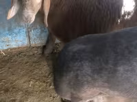 Montone, Arashan sheep — foto 2