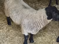 Vædder, White Suffolk sheep — foto 3