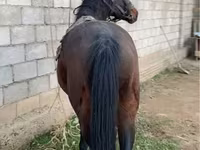 Kuda jantan, Horses — foto 4