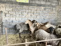 بھیڑ, بھیڑیں — تصویر 2