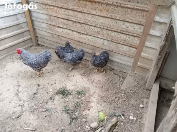 وایندوت