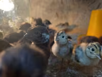 Chickens — عکس 1