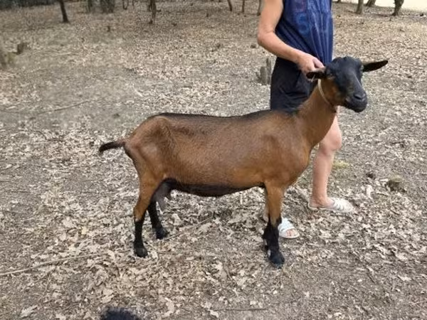 Goat, Alpine goat — Hungary