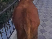 Lembu jantan, Cattle — foto 3