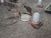 Chickens — foto 4