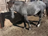 Kůň, Kazakh horse — foto 1