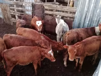 گاو ماده, Simmental cattle — عکس 1