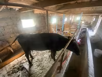 암소, Swiss cattle — 사진 3