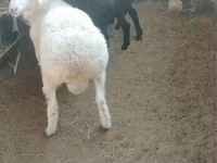 Kambing betina, Sheep — foto 2