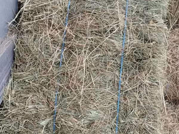 Vînd fîn în baloţi. 150+. Criuleni. Сено в тюках.