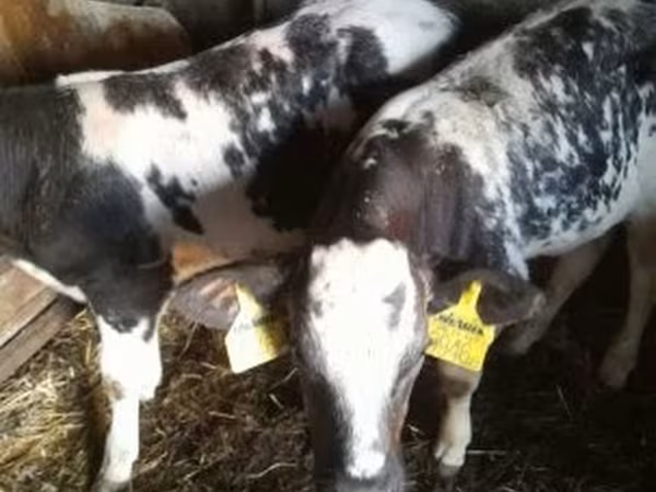 Lembu jantan, Belgian Blue