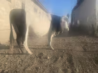 گاو ماده, گاو — عکس 3