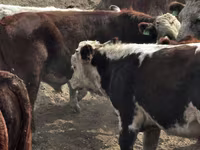گاو نر, گاو سفیدسر قزاقستانی — عکس 3
