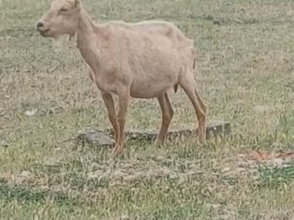 Ziegenbock, Saanen goat
