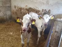 Ցուլ, Simmental cattle — լուսանկար 2