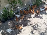 Chickens — foto 8