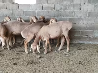 Πρόβατο, Arashan sheep — φωτογραφία 6