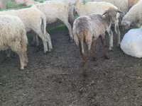 Sheep, Sheep — photo 1