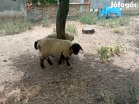 แกะตัวผู้, White Suffolk sheep — รูปภาพ 4