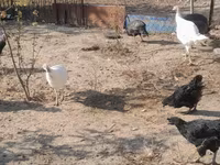 Turkeys — foto 2