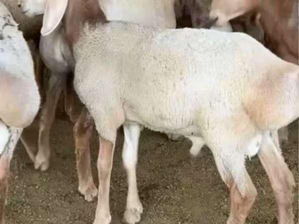 Beran, Arashan sheep