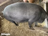 خوک ماده, Дюрок — عکس 3