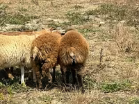 Beran, Ovce — foto 3