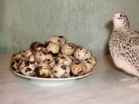 إستوني — الصورة 1