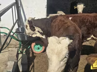 Bou, Vaca kazahă cu cap alb — foto 3