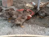 Ducks — foto 5