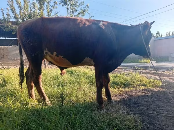 公牛, Cattle