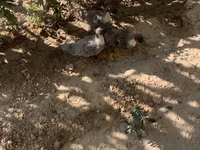Ducks — عکس 1