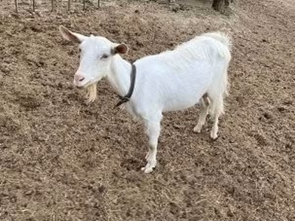 Goat, Saanen goat — Hungary