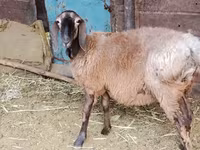 میش, Arashan sheep — عکس 4