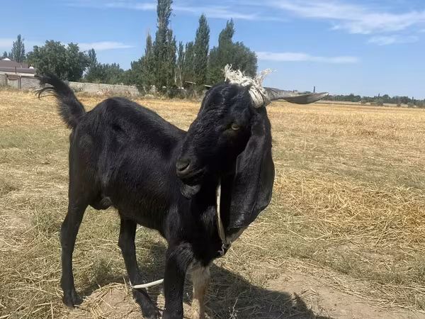 แพะตัวผู้, Nubian Goat