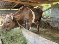 Krowa, Bydło — zdjęcie 3
