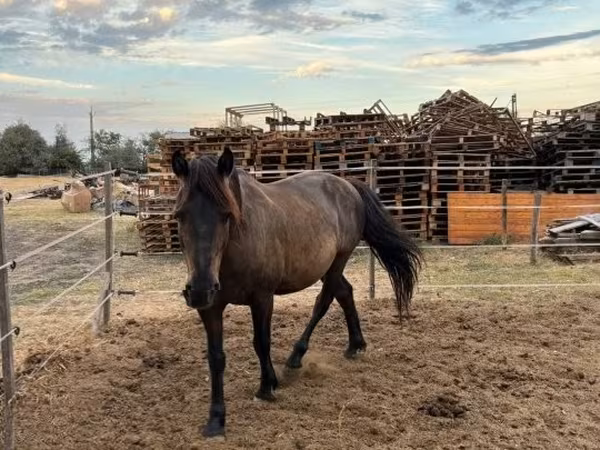 Horse (M), Hucul pony