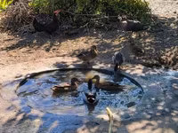 Ducks — sawirka 1