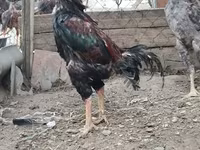 Chickens — عکس 7