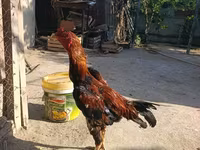 Chickens — عکس 2