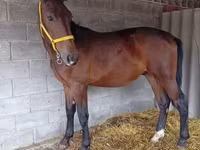 Hengst, Orlov Trotter — Foto 4