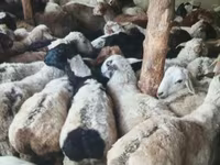 Խոյ, Ոչխարներ — լուսանկար 2