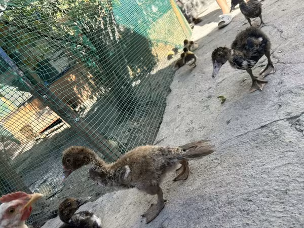 مسكوفي منزلي