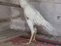 Chickens — Foto 5