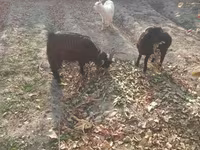 Kambing betina, Goats — foto 2