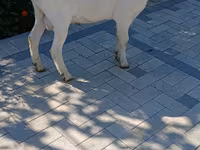 Козел, Saanen goat — снимка 2