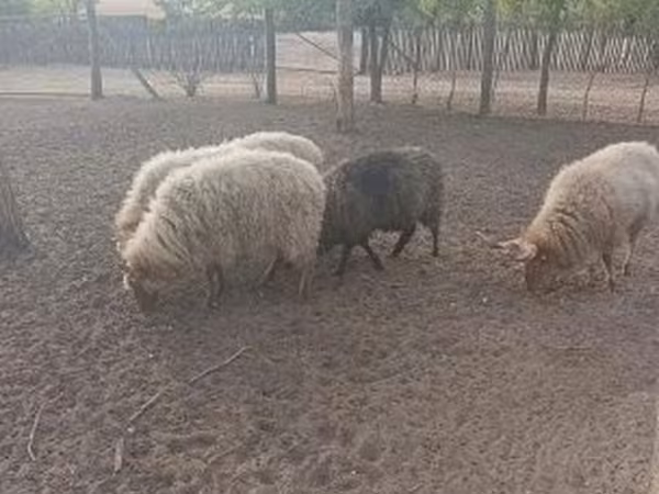 Ram, Racka sheep