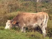 Krowa, Simmental cattle — zdjęcie 1
